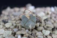 Echinocactus horizonthalonius PD 19